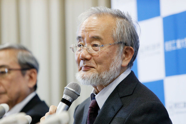 Picture 1 of Self-cell cells in the Nobel Prize for Medicine help treat critical diseases