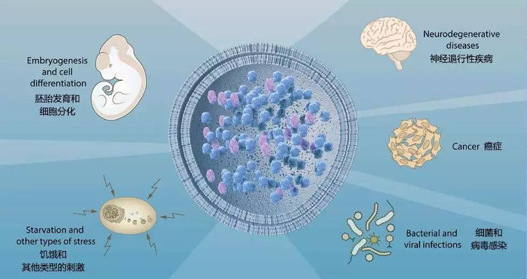 Picture 2 of Self-cell cells in the Nobel Prize for Medicine help treat critical diseases