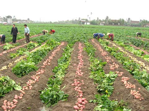 Picture 1 of Self-control of disease-free potato varieties