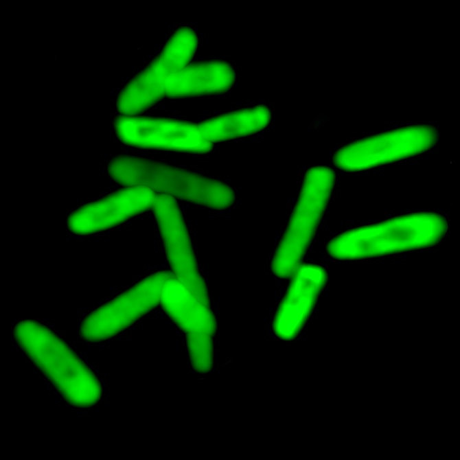 Picture 1 of Semi-artificial microorganisms - New breakthrough in molecular biology