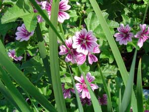 Picture 1 of Sensory function of plants