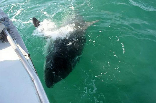 Picture 1 of Sentences are sharks that weigh a record of 2 tons