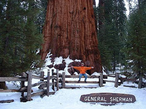 Picture 2 of Sequoia - the longest 'Witness' on the planet