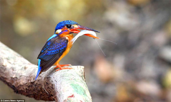Picture 10 of Set of unique predator kingfisher photos