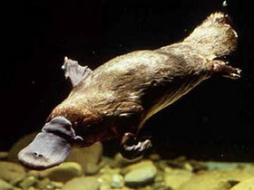 Picture 1 of Set up a genetic database of 10,000 animals