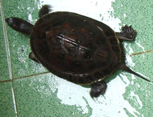 Picture 1 of Setting up a center for conservation of precious and rare turtles in Central Vietnam