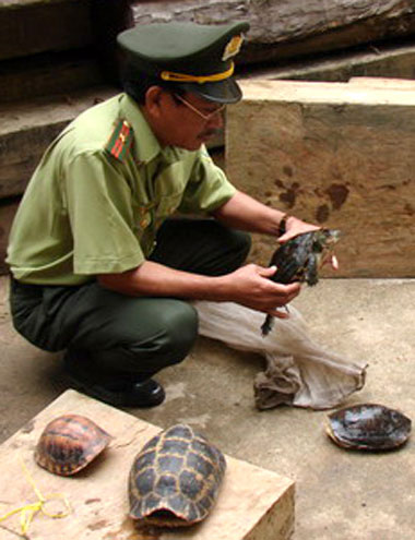 Picture 2 of Setting up a center for conservation of precious and rare turtles in Central Vietnam
