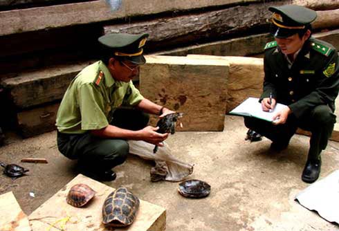 Picture 1 of Setting up a rescue station for conservation of rare and precious turtle