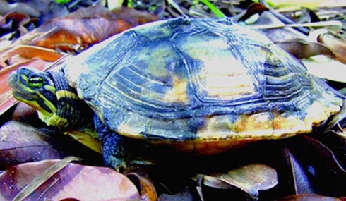 Picture 2 of Setting up a rescue station for conservation of rare and precious turtle