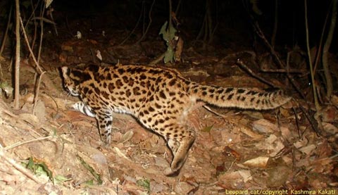 Picture 3 of Seven species of strange cats were discovered in the rainforest