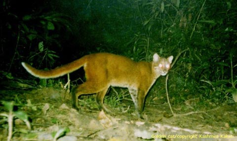 Picture 4 of Seven species of strange cats were discovered in the rainforest