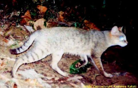 Picture 5 of Seven species of strange cats were discovered in the rainforest