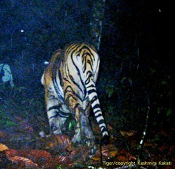Picture 6 of Seven species of strange cats were discovered in the rainforest