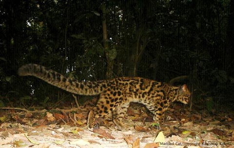 Picture 7 of Seven species of strange cats were discovered in the rainforest