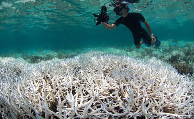 Severe weather destroys 50% of Australian marine ecosystems