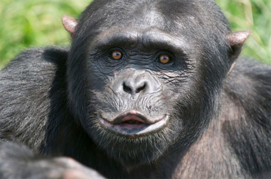 Picture 8 of Sex and interesting scientific discoveries