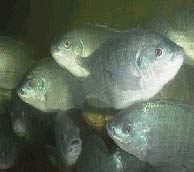 Picture 1 of Sex change for fish in the Middle East