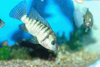 Picture 2 of Sex change for fish in the Middle East