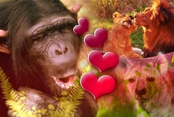Picture 1 of Sex games in the animal world