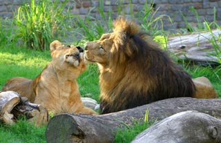 Picture 2 of Sex games in the animal world