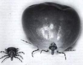 Picture 1 of Sex makes the tick 100 times bigger
