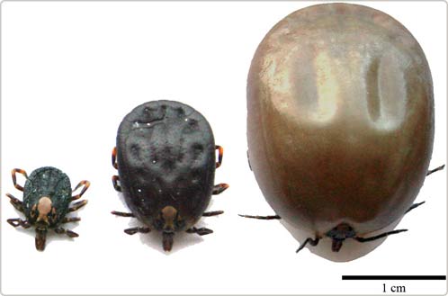 Picture 2 of Sex makes the tick 100 times bigger