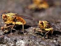 Picture 2 of Sexual tactics of animals