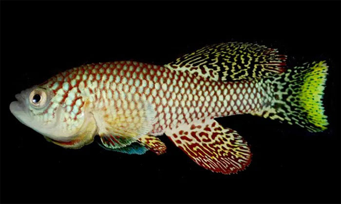 Picture 1 of 'Sexuality' in Killi fish may be the key to preventing aging