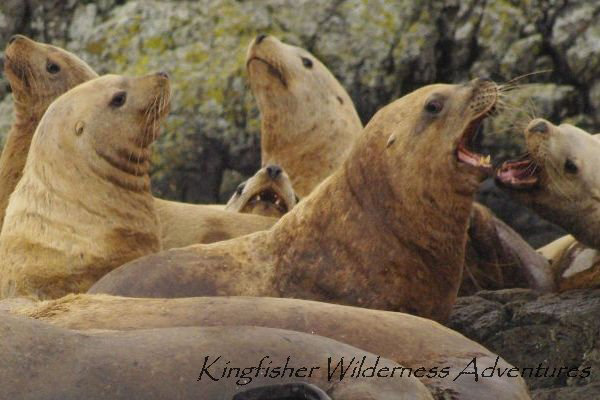 Picture 7 of SGang Gwaay National Park Reserve - Canada