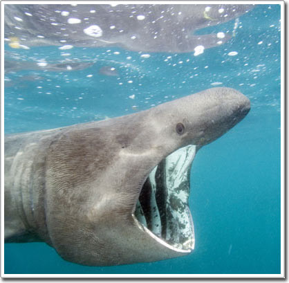 Picture 1 of Shark