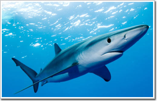 Picture 10 of Shark