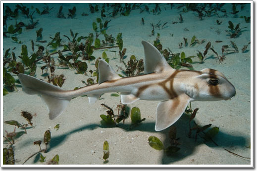 Picture 11 of Shark