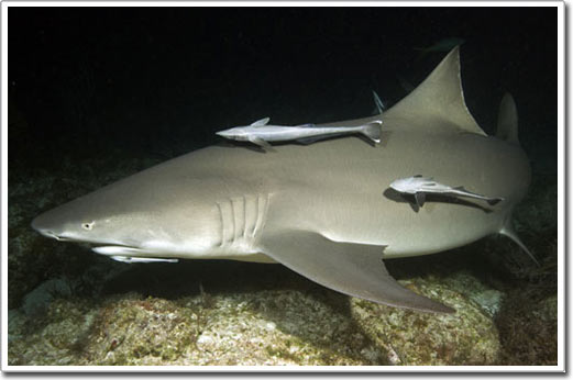 Picture 12 of Shark
