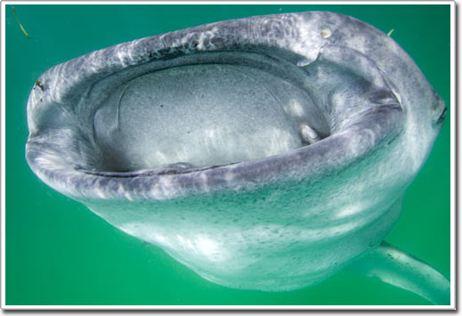 Picture 14 of Shark