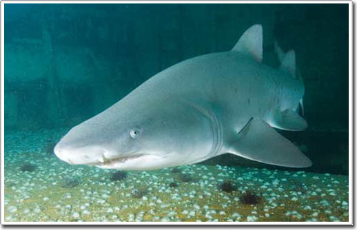 Picture 15 of Shark