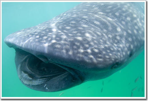 Picture 16 of Shark