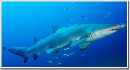 Picture 17 of Shark