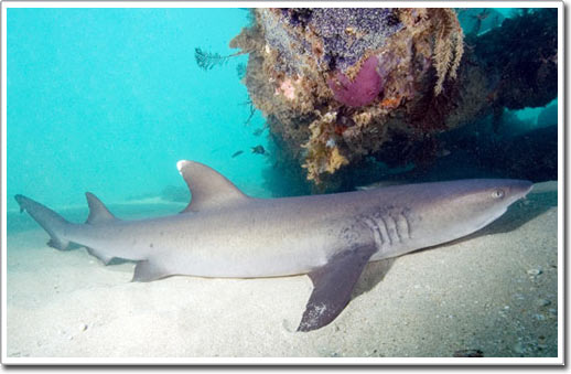 Picture 18 of Shark
