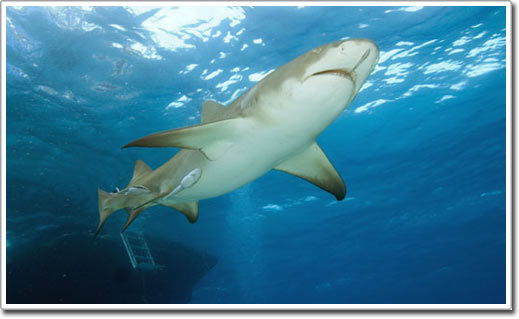 Picture 3 of Shark