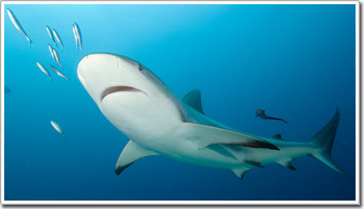 Picture 4 of Shark