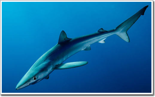 Picture 5 of Shark