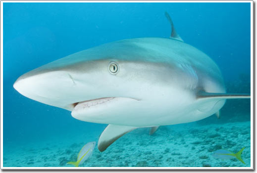 Picture 7 of Shark