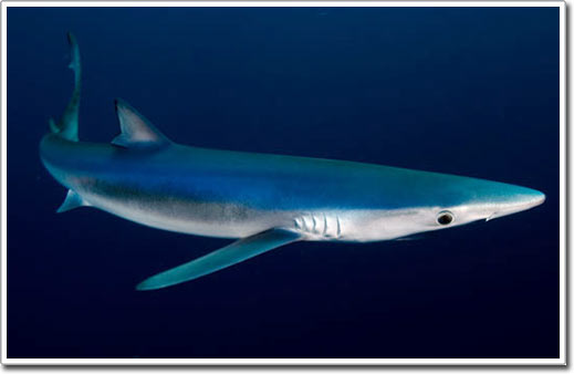 Picture 8 of Shark