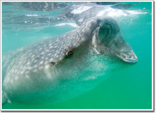 Picture 9 of Shark