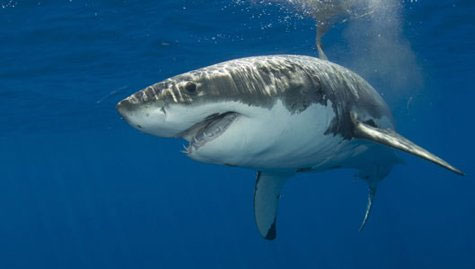 Picture 1 of Shark sanctuary on the Pacific Ocean