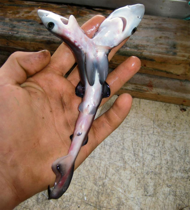 Picture 1 of Sharks 2 heads appear much, and the underlying cause is very worrying