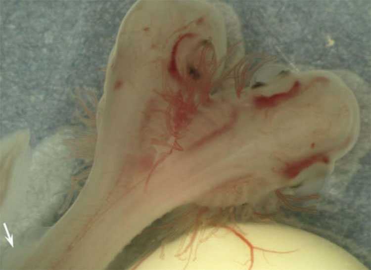 Picture 2 of Sharks 2 heads appear much, and the underlying cause is very worrying