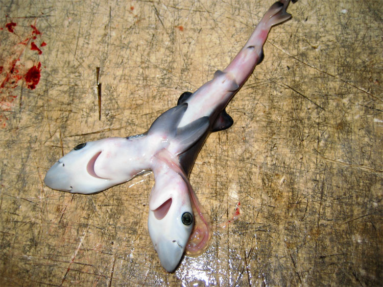 Picture 3 of Sharks 2 heads appear much, and the underlying cause is very worrying