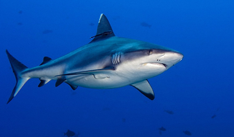 Picture 1 of Sharks are 'savior' for the future of electronics