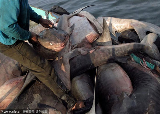 Picture 1 of Sharks are sliced ​​with meat and fins in Indonesia